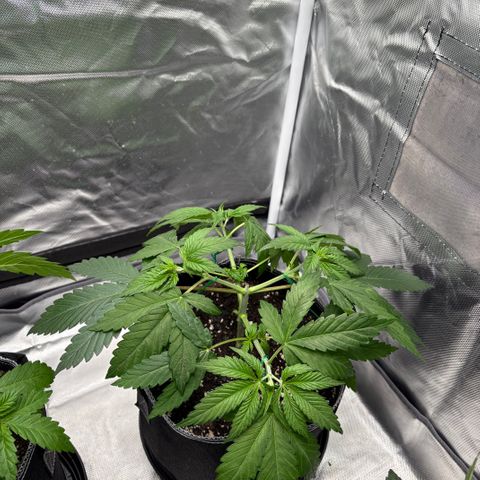 Lemon Mandarin  growlog timeline photo