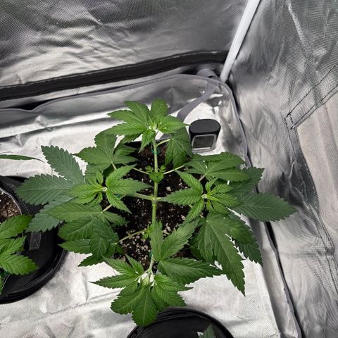 Lemon Mandarin  growlog timeline photo