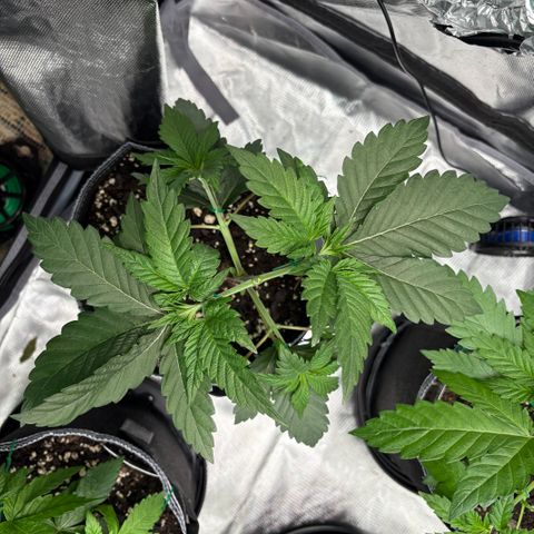 GMO Cookies 1 growlog timeline photo