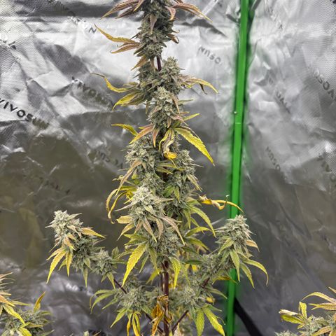 Blue Dream Auto growlog timeline photo