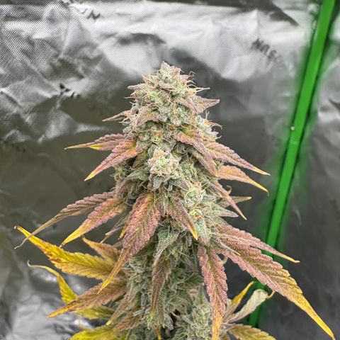 Blue Dream Auto growlog timeline photo