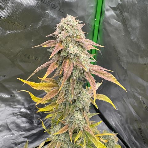Blue Dream Auto growlog timeline photo