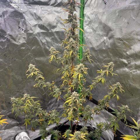 Blue Dream Auto growlog timeline photo