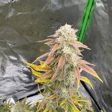 Blue Dream Auto growlog timeline photo