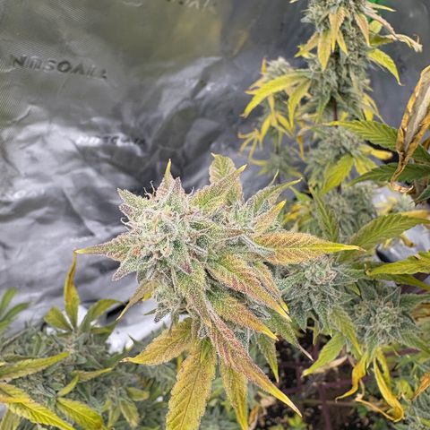 Blue Dream Auto growlog timeline photo