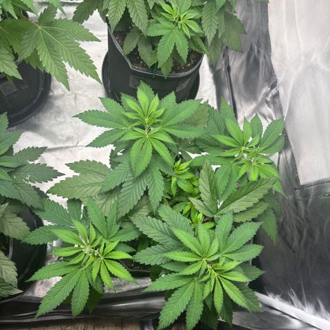 Lemon Mandarin  growlog timeline photo