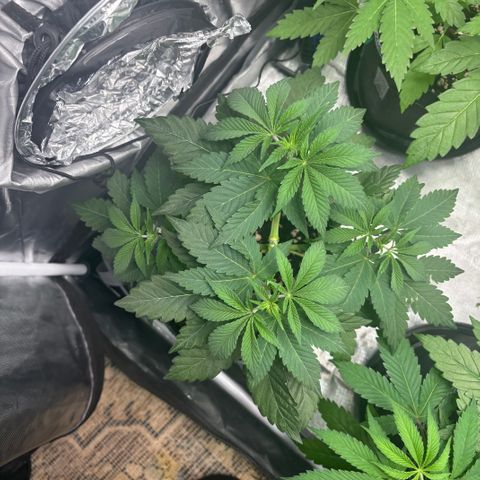 GMO Cookies 1 growlog timeline photo