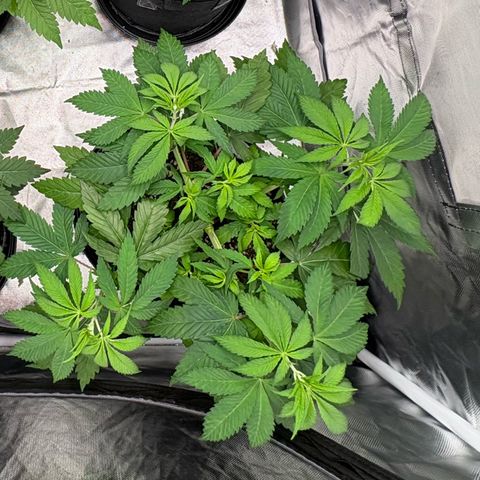 Lemon Mandarin  growlog timeline photo