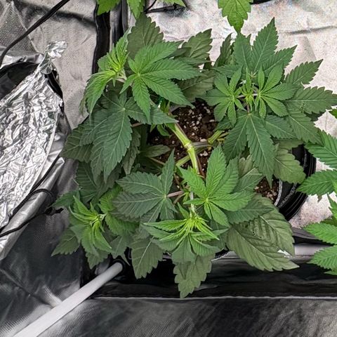 GMO Cookies 1 growlog timeline photo