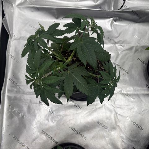 GMO Cookies 1 growlog timeline photo