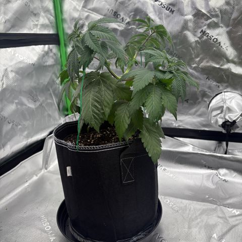 GMO Cookies 1 growlog timeline photo