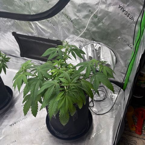Lemon Mandarin  growlog timeline photo
