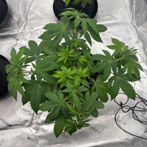 Lemon Mandarin  growlog timeline photo