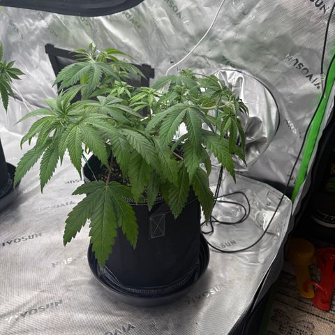 Lemon Mandarin  growlog timeline photo