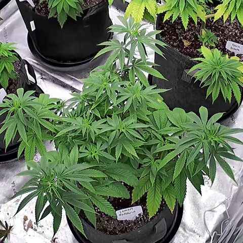 Lemon Mandarin  growlog timeline photo