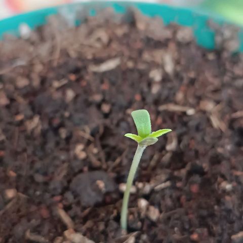 Lupita growlog photo: Viaje a Cali