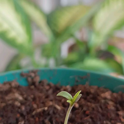 Lupita growlog timeline photo
