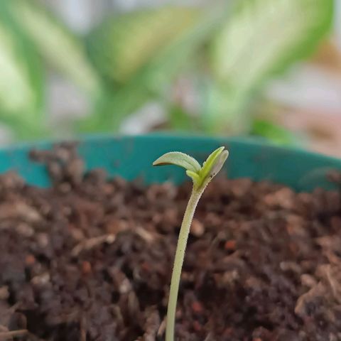 Lupita growlog timeline photo