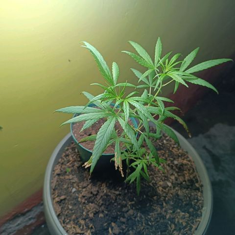 Ruperta growlog photo: Tres días de crecimiento solita.