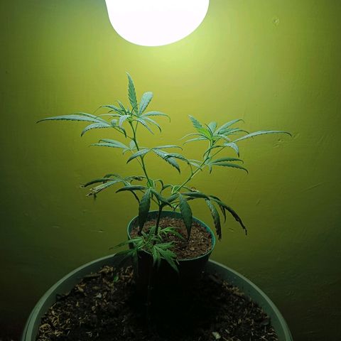 Ruperta growlog photo: Tres días de crecimiento solita.