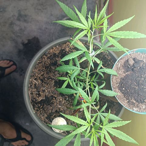 Ruperta growlog photo: Se abre las dos ramas principalea. Las ramas de abajo cogen fuerza.