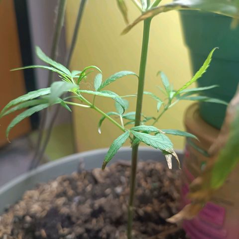 Ruperta growlog photo: Se abre las dos ramas principalea. Las ramas de abajo cogen fuerza.