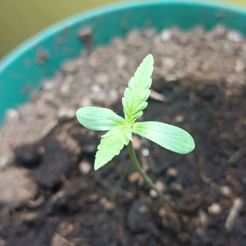 Lupita growlog photo: Recibimiendo luz artificial.