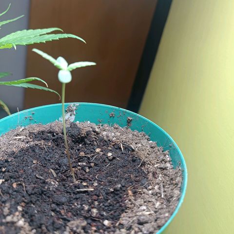 Lupita growlog timeline photo