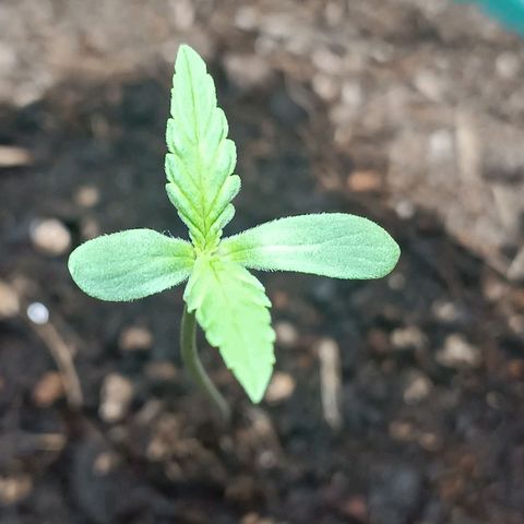 Lupita growlog timeline photo