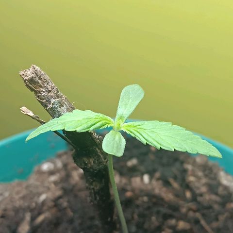 Lupita growlog photo: Palito de apoyo.