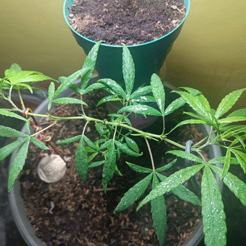Ruperta growlog photo: Aplicación de Botrimax para prevención.