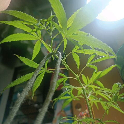 Ruperta growlog photo: Aplicación de Botrimax para prevención.