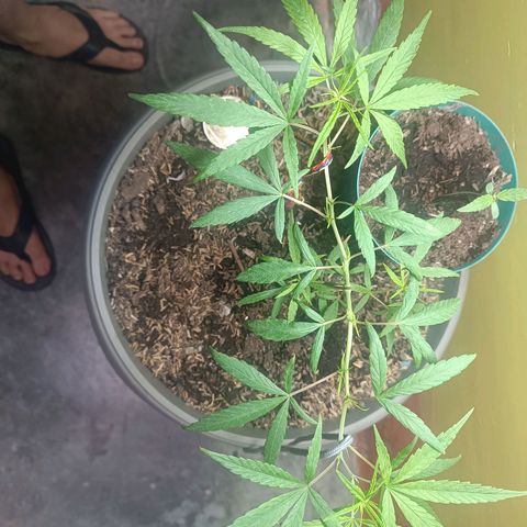 Ruperta growlog photo: Reaccionó bien a lo de ayer.