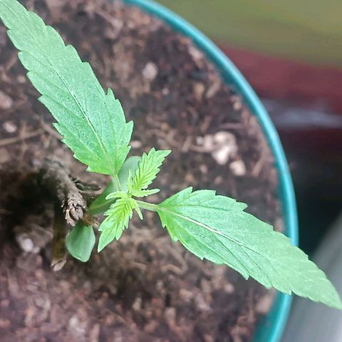 Lupita growlog photo: Fase vegetativa.