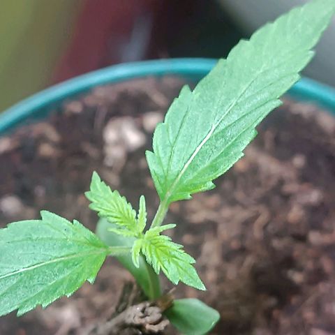 Lupita growlog timeline photo