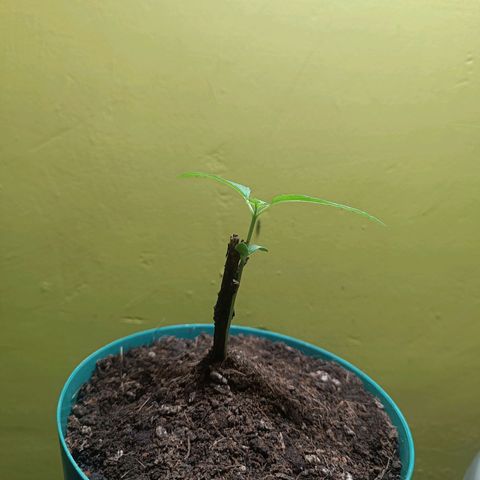 Lupita growlog photo: Tierrita para evitar que se doble.