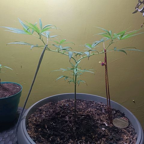 Ruperta growlog photo: Sigue creciendo!