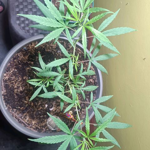 Ruperta growlog photo: Sigue creciendo!