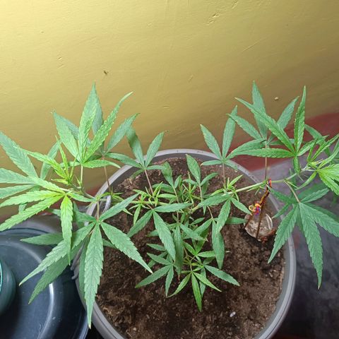 Ruperta growlog timeline photo