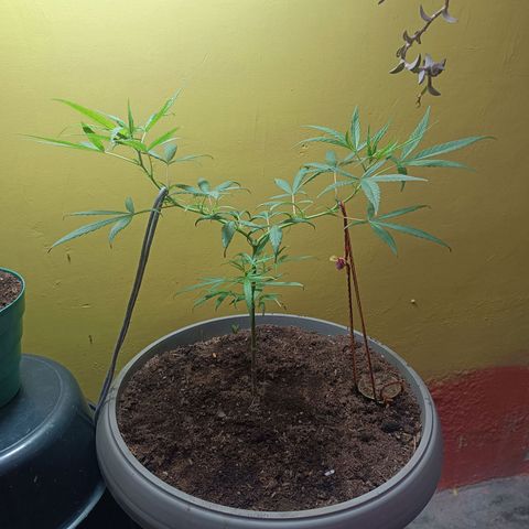 Ruperta growlog timeline photo