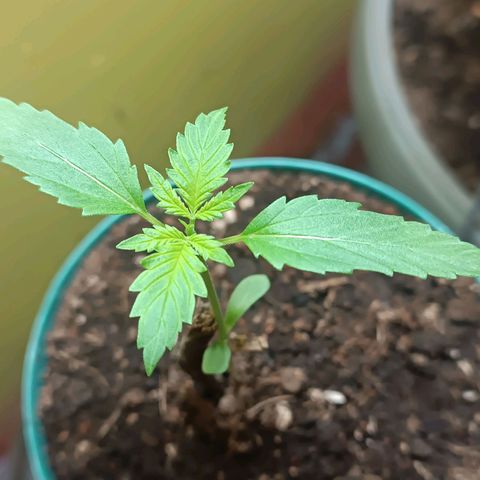 Lupita growlog timeline photo