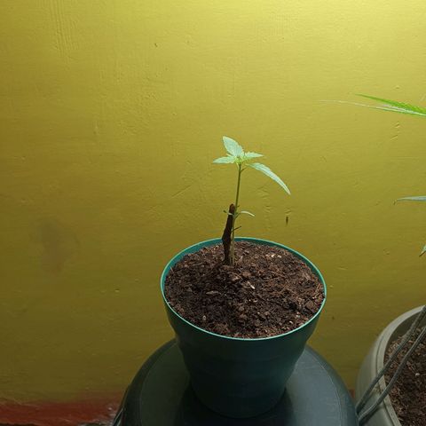 Lupita growlog timeline photo