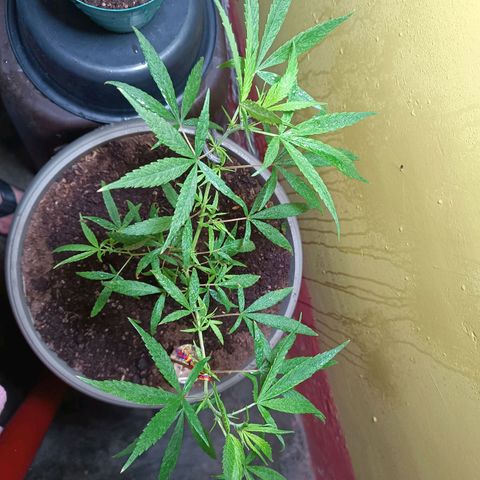 Ruperta growlog photo: Día de riego y preventivo.