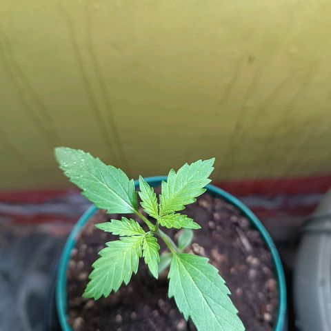 Lupita growlog photo: Día de riego y preventivo.