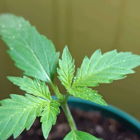 Lupita growlog timeline photo