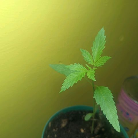 Lupita growlog timeline photo
