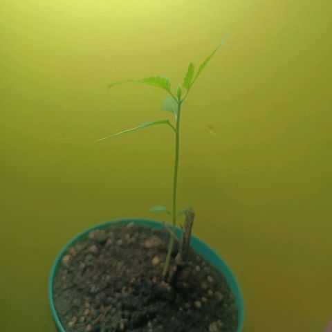 Lupita growlog timeline photo