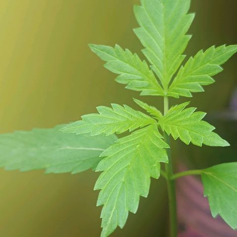 Lupita growlog timeline photo
