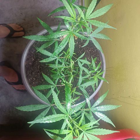 Ruperta growlog timeline photo