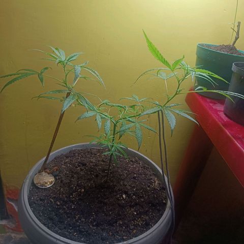 Ruperta growlog timeline photo